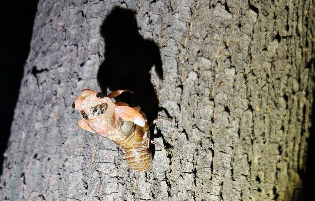 一斤超百元！山东的知了猴怎么就火出圈了？