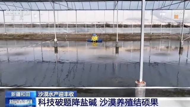 沙漠边缘养螃蟹 新疆如何做到“海鲜”大丰收？